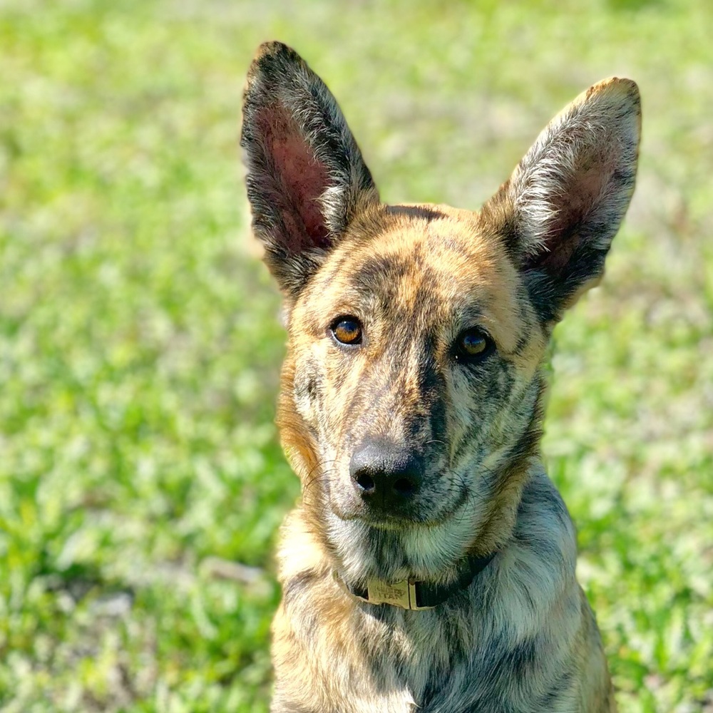 Meet your Posher, Bert
